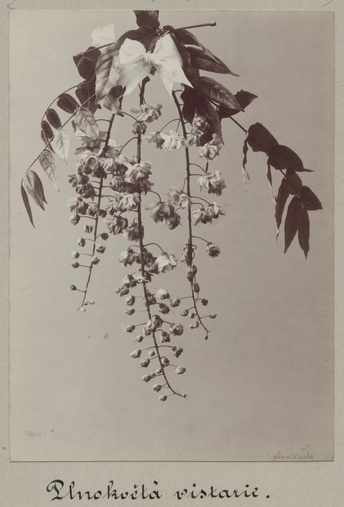 Náhledový obrázek předmětu Květ wistárie čínské (Wisteria sinensis)