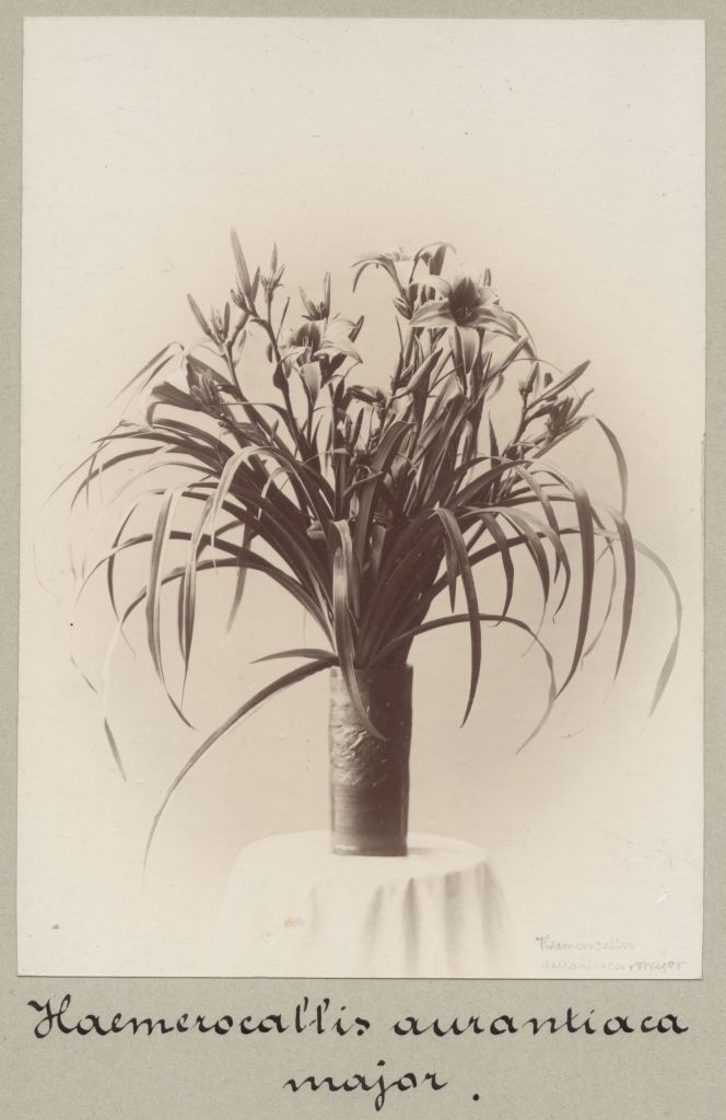 Náhledový obrázek Denivka oranžová (Hemerocallis aurantiaca) ve váze - 1