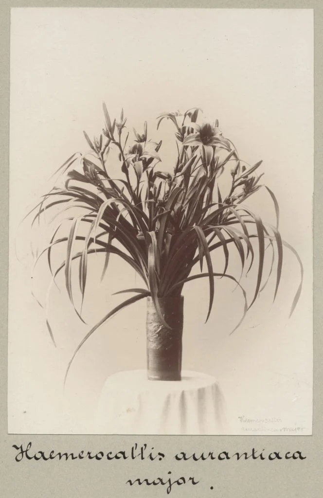 Náhledový obrázek předmětu Denivka oranžová (Hemerocallis aurantiaca) ve váze