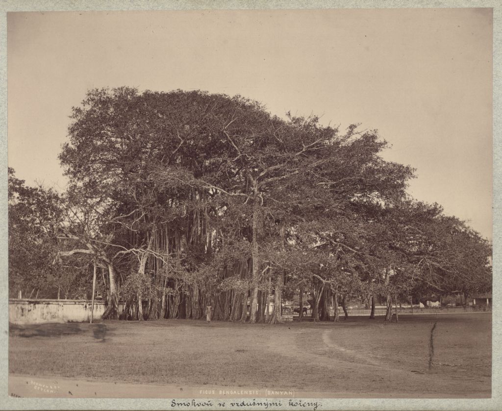 Náhledový obrázek předmětu Fíkovník banyán (Ficus benghalensis)