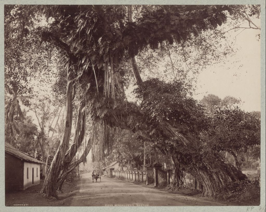 Náhledový obrázek Fíkovník banyán (Ficus benghalensis) - 1