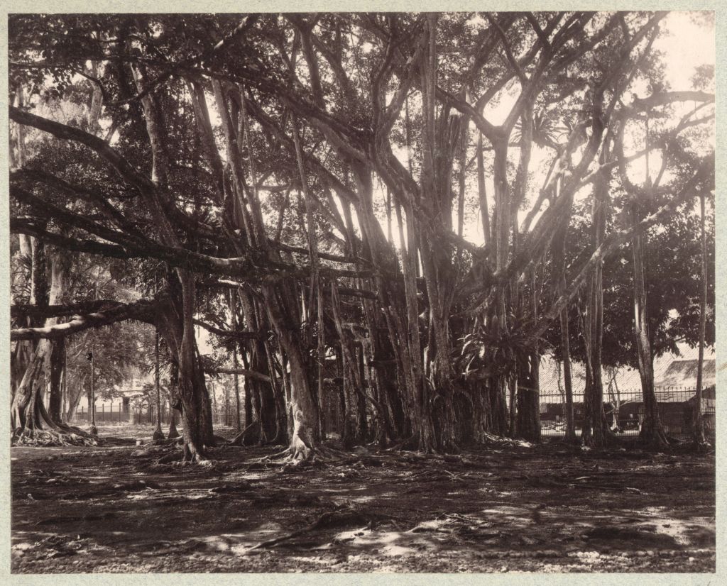 Náhledový obrázek předmětu Fíkovník banyán (Ficus benghalensis)