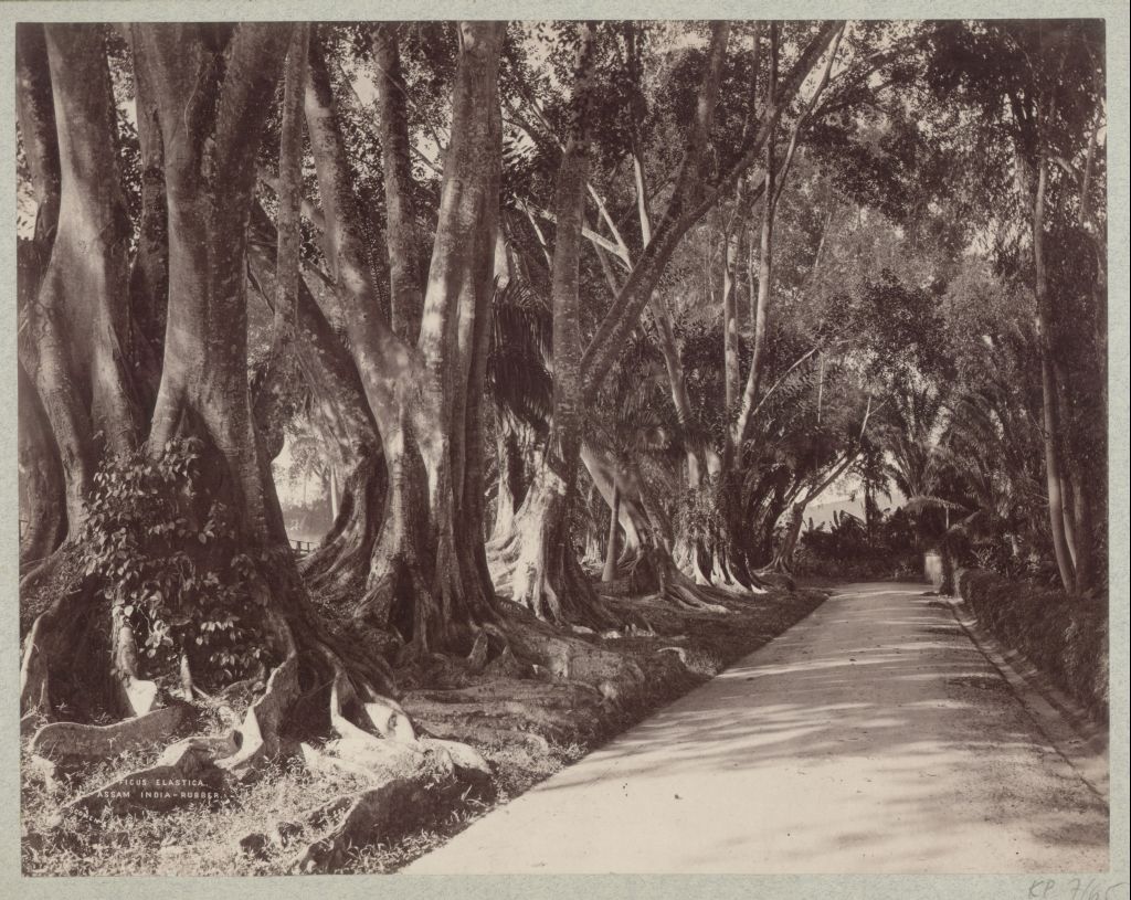 Náhledový obrázek Fíkovník pryžodárný (Ficus elastica) - 1