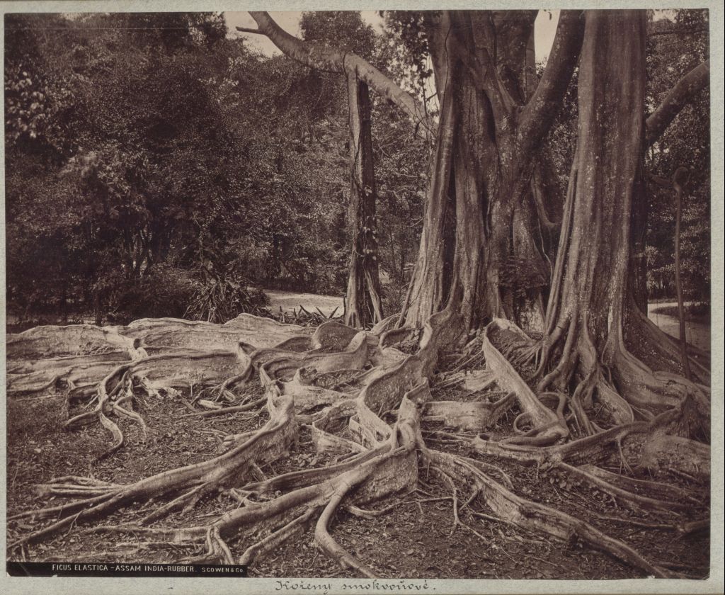 Náhledový obrázek předmětu Fíkovník pryžodárný (Ficus elastica)