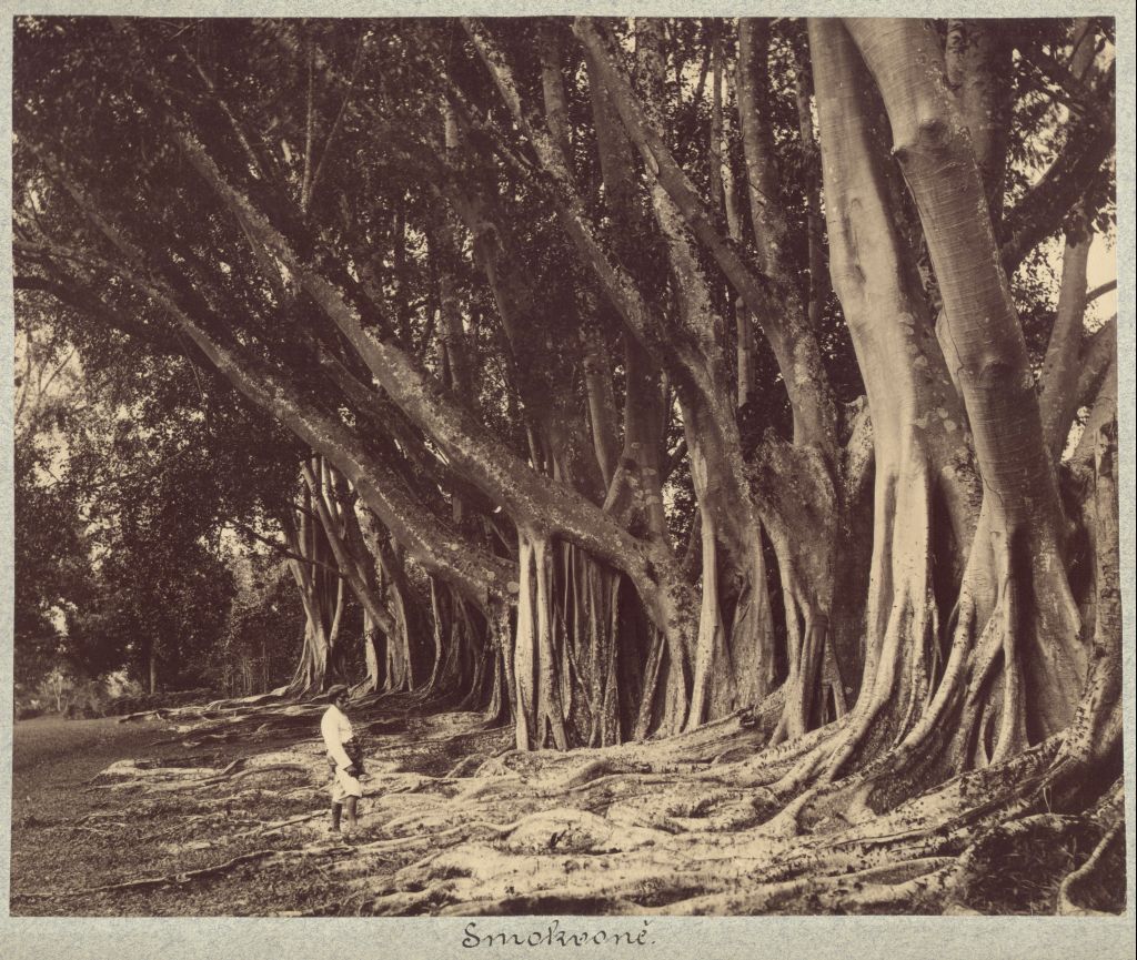 Náhledový obrázek předmětu Fíkovník pryžodárný (Ficus elastica)