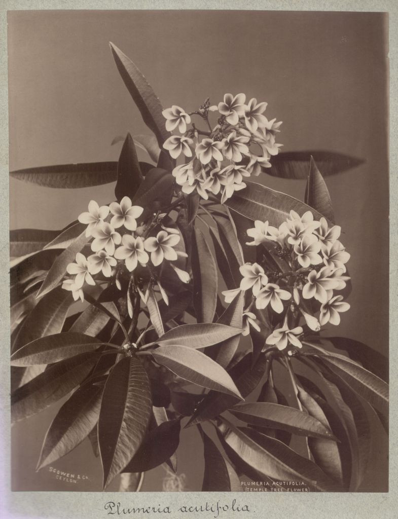 Náhledový obrázek Plumeria acutifolia - 1