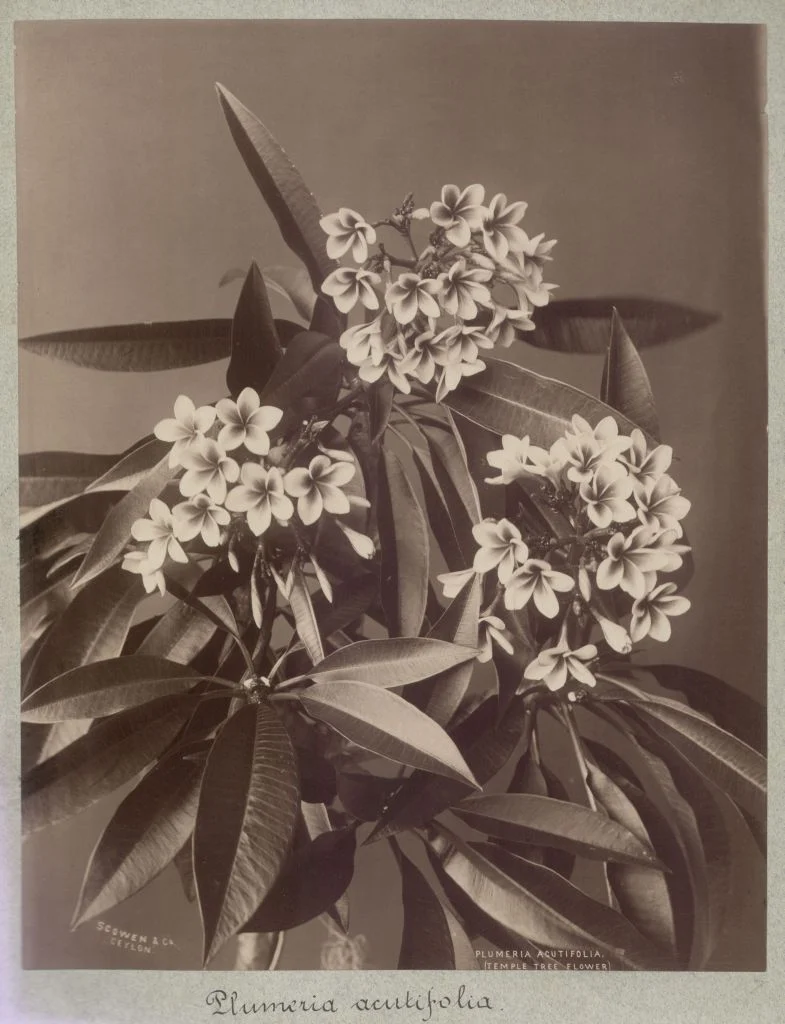 Náhledový obrázek předmětu Plumeria acutifolia