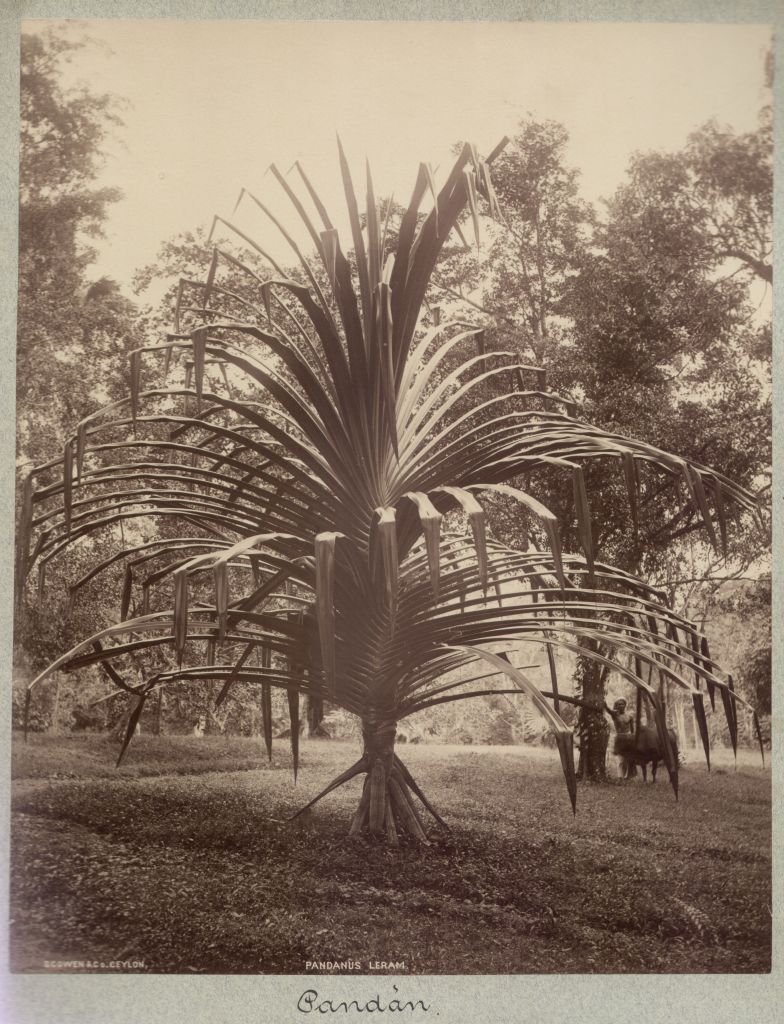 Náhledový obrázek Pandán (Pandanus leram) - 1