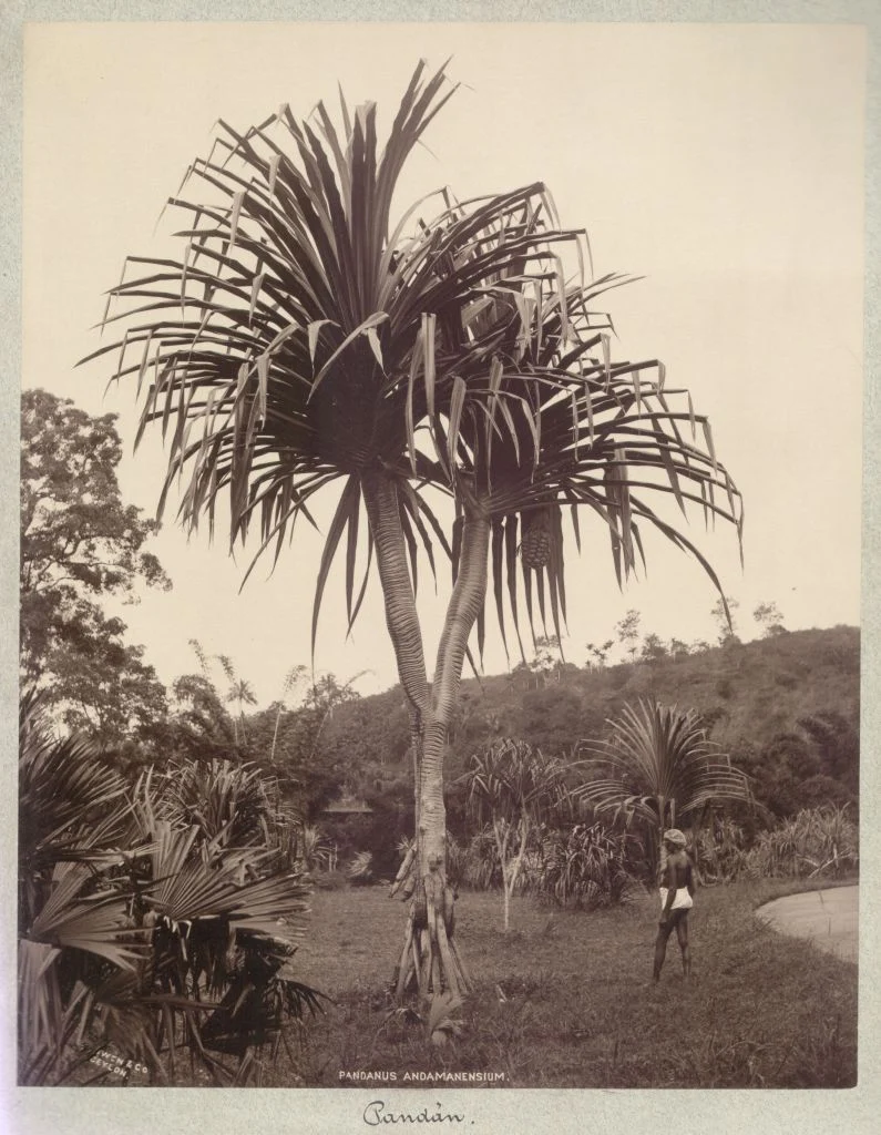 Náhledový obrázek předmětu Pandanus andamanensium