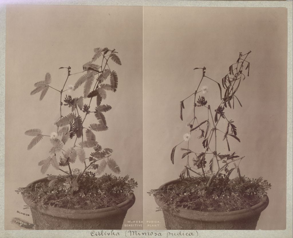 Náhledový obrázek Citlivka stydlivá (Mimosa pudica) - 1