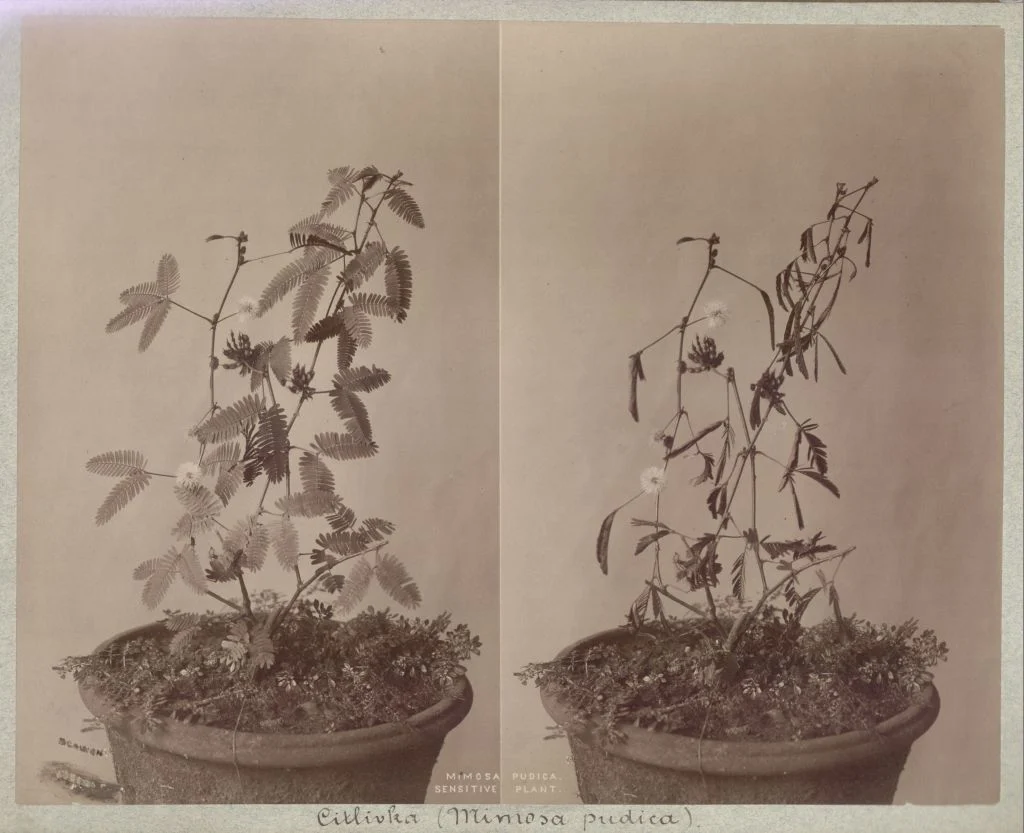 Náhledový obrázek předmětu Citlivka stydlivá (Mimosa pudica)
