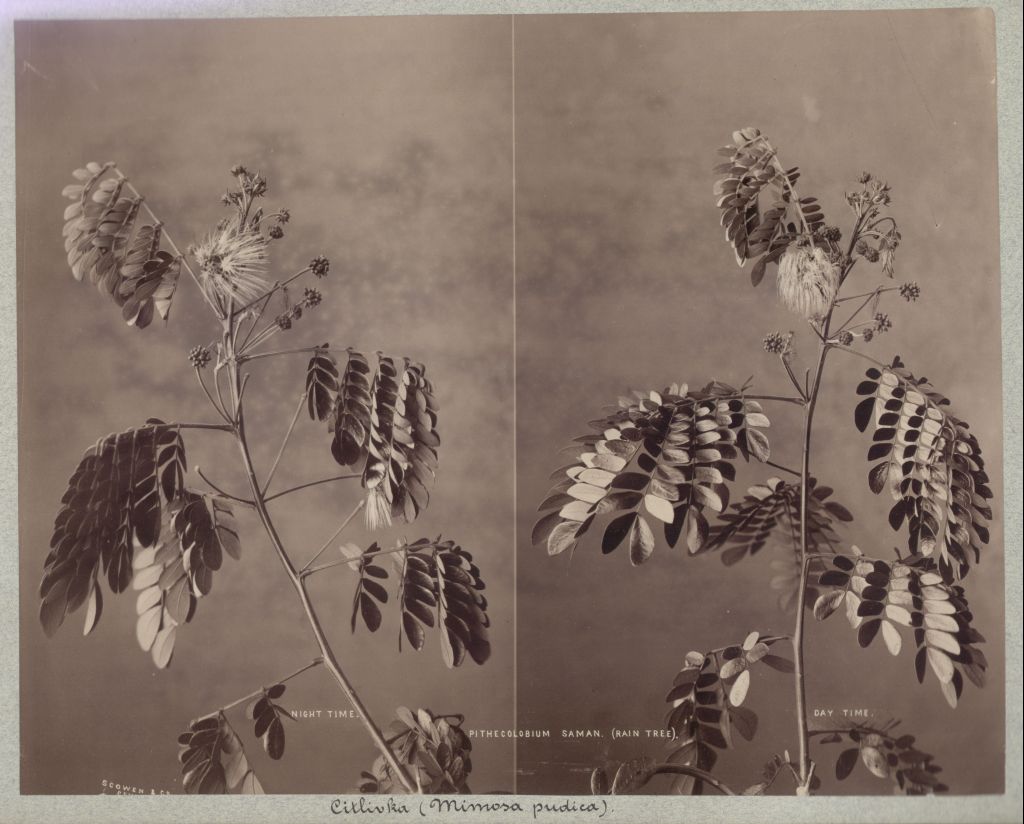Náhledový obrázek Citlivka stydlivá (Mimosa pudica) - 1
