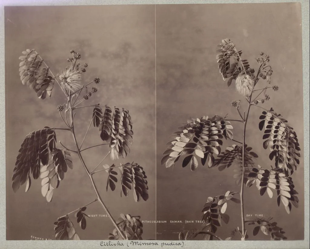 Náhledový obrázek předmětu Citlivka stydlivá (Mimosa pudica)