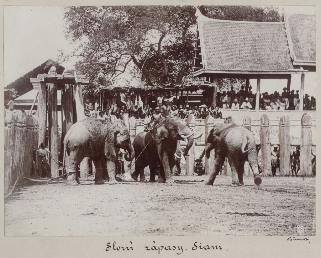 Náhledový obrázek Sloní zápasy - 1
