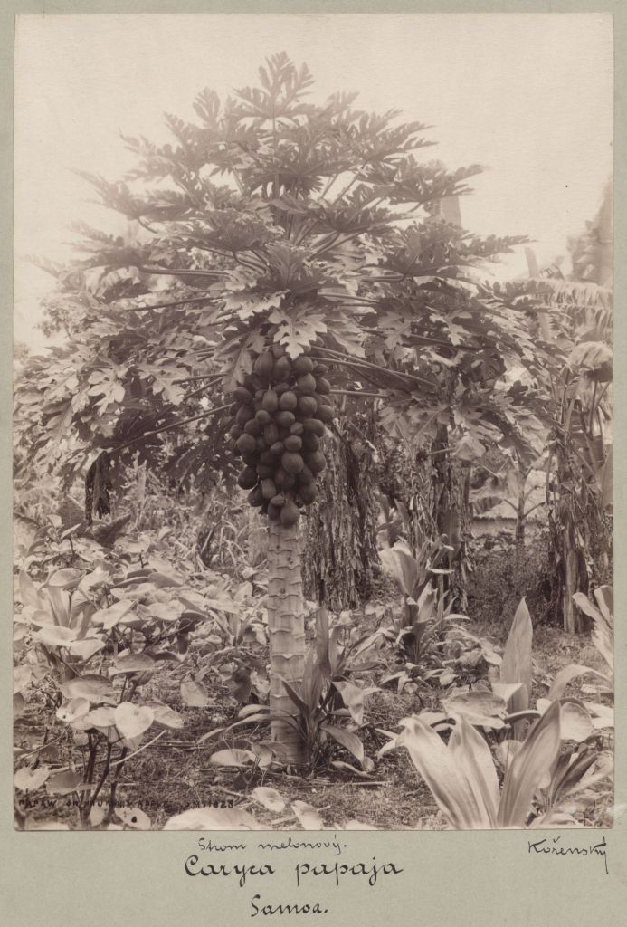 Náhledový obrázek Papája melounová (Carica papaya) - 1