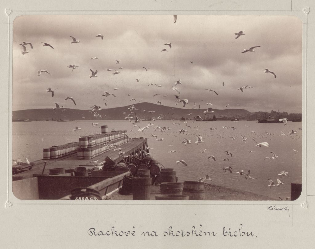Náhledový obrázek Rackové nad přístavištěm - 1