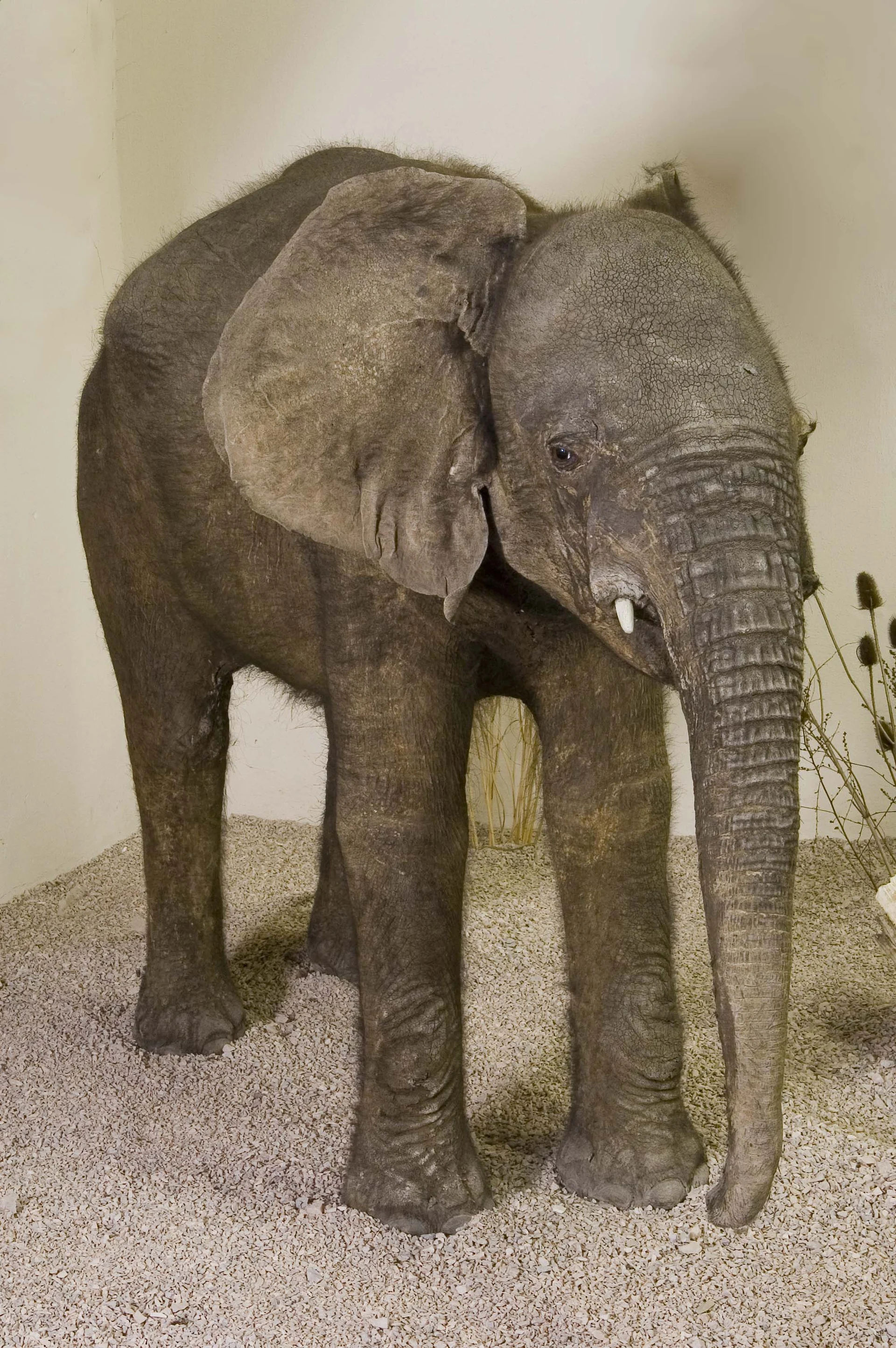 Náhledový obrázek předmětu Slon africký