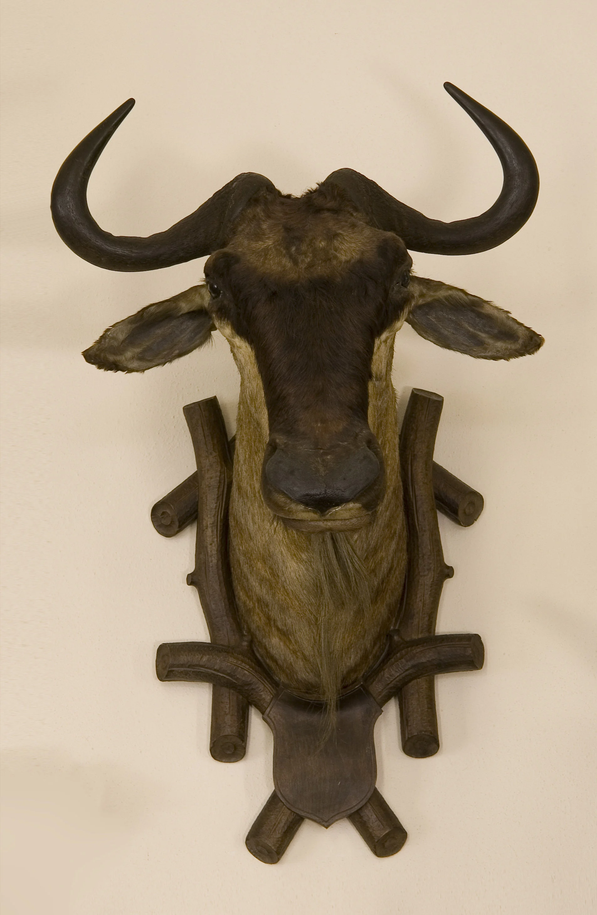 Náhledový obrázek předmětu Pakůň žíhaný