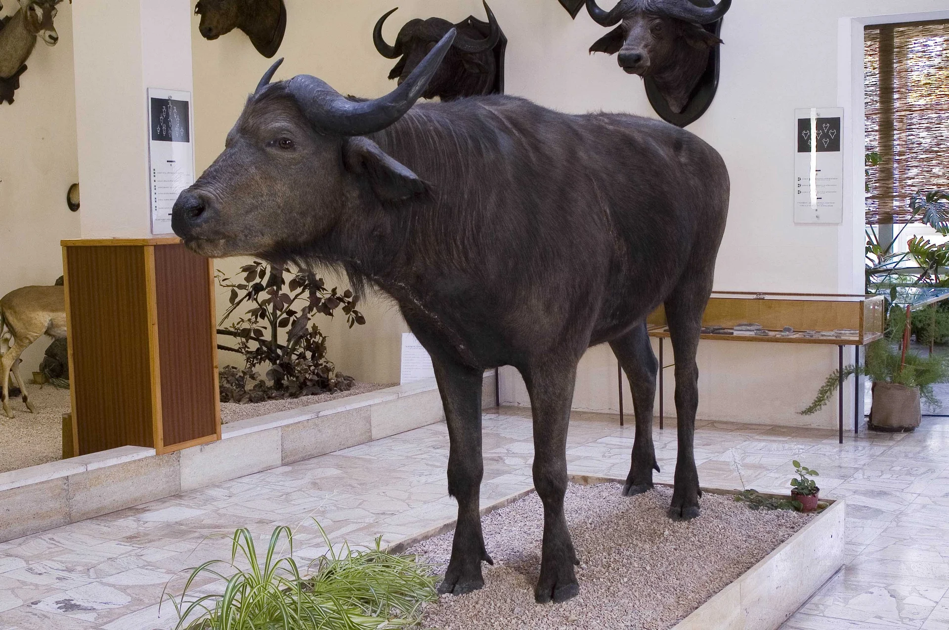 Náhledový obrázek předmětu Buvol africký