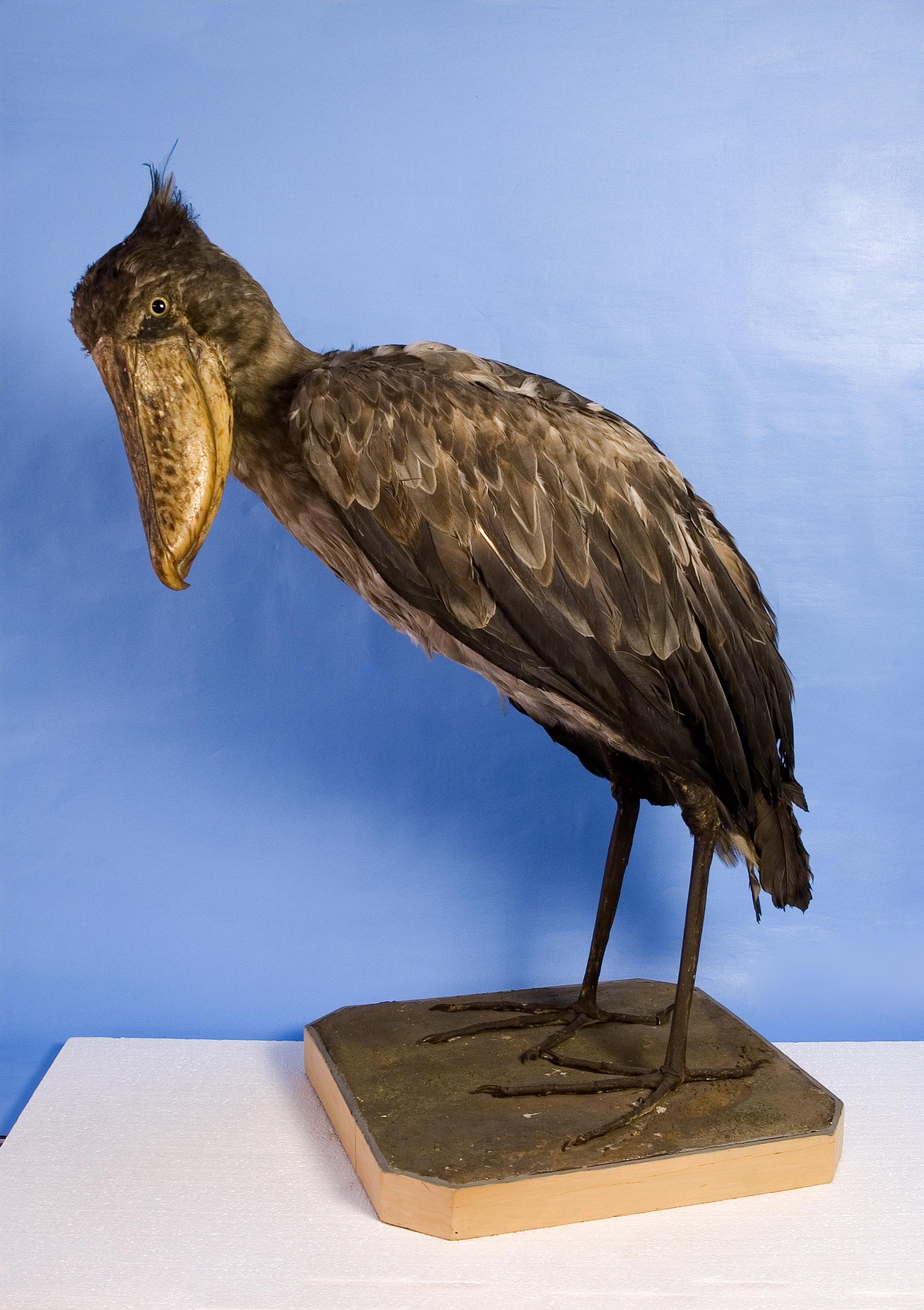 Náhledový obrázek Člunozubec velký - 1