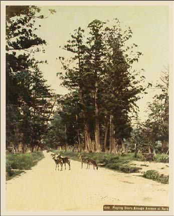 Náhledový obrázek Playing Deers Kasuga Avenue at Nara - 1