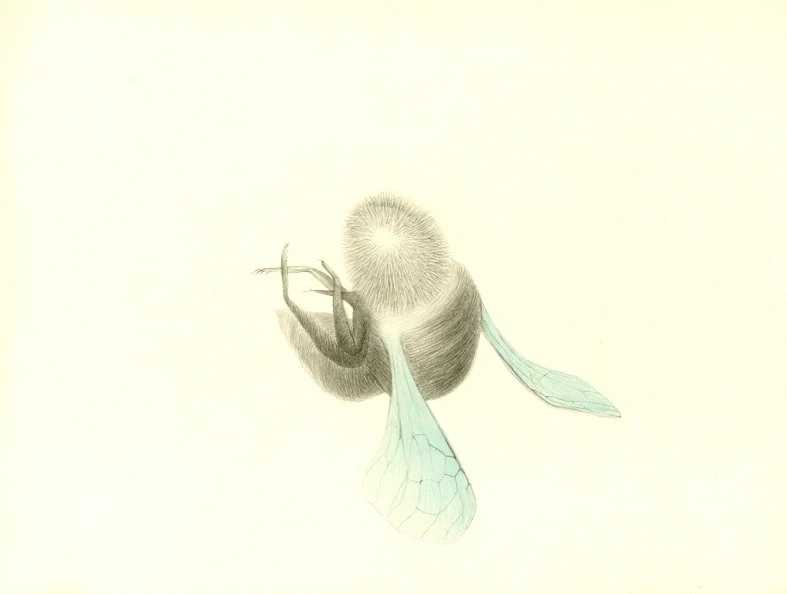 Náhledový obrázek předmětu Ilustrace - Atlas saltA