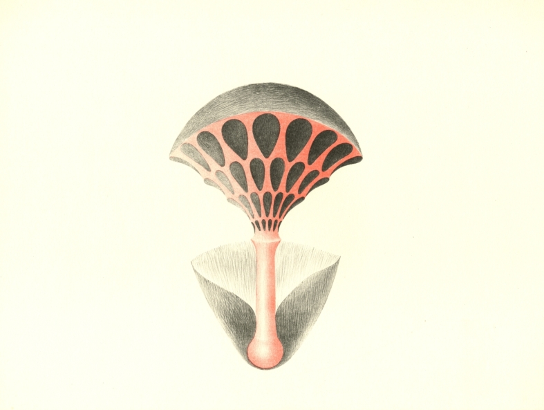 Náhledový obrázek Ilustrace - Atlas saltA - 1