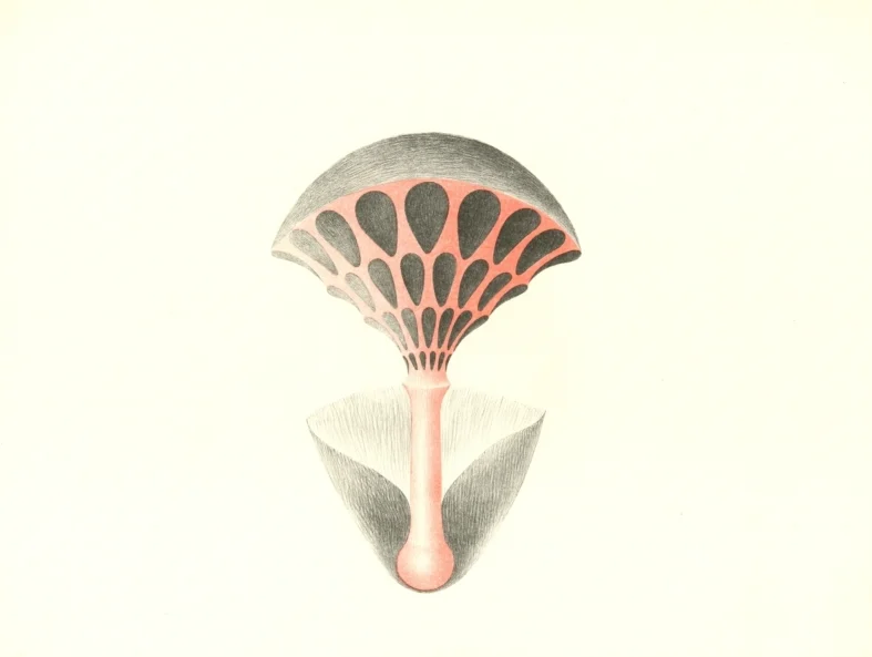 Náhledový obrázek předmětu Ilustrace - Atlas saltA