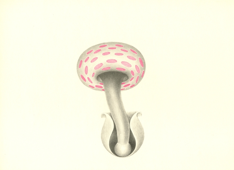 Náhledový obrázek Ilustrace - Atlas saltA - 1