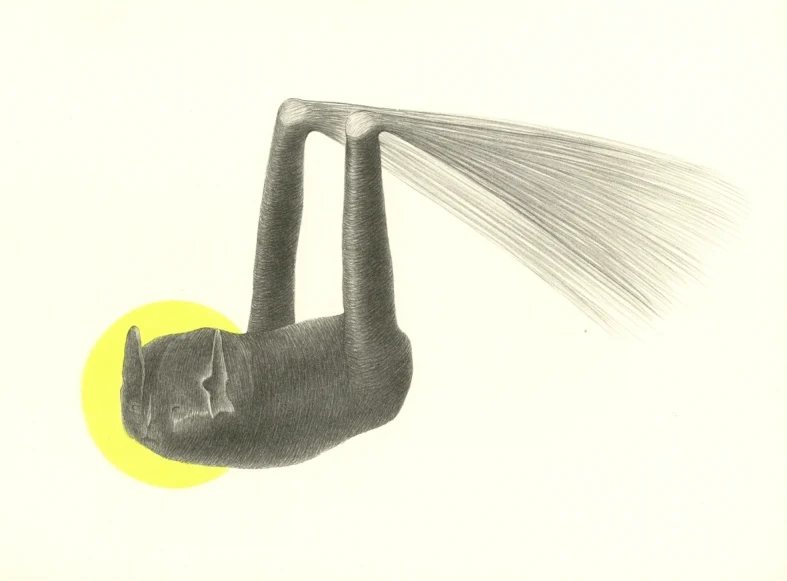 Náhledový obrázek předmětu Ilustrace - Atlas saltA
