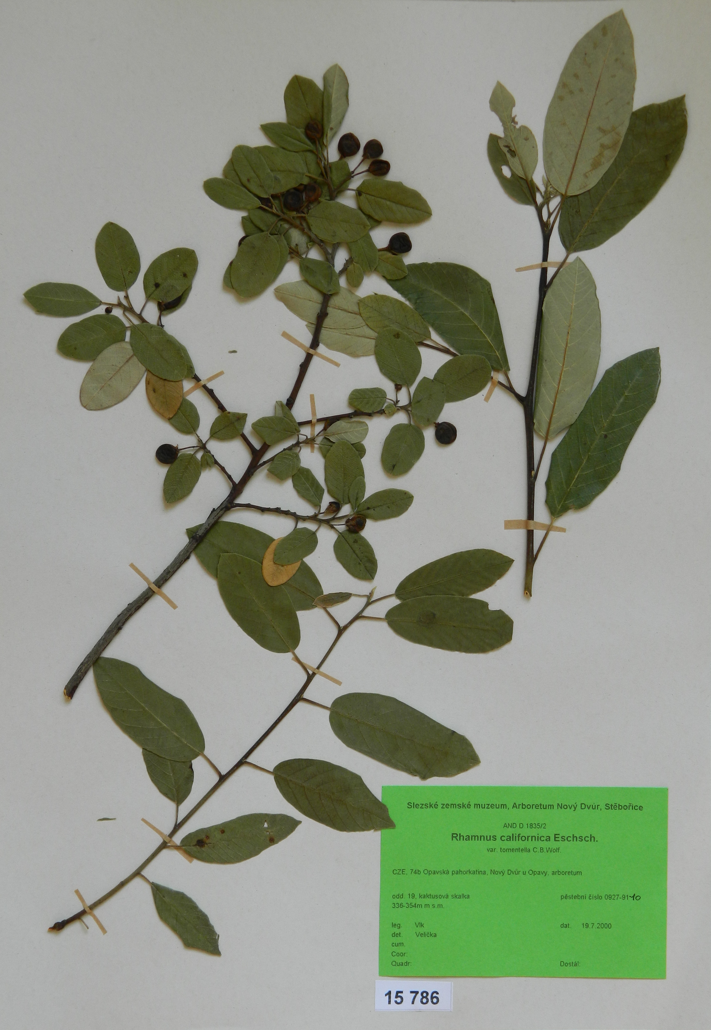 Náhledový obrázek Rhamnus californica Eschsch. var. tomentella C.B.Wolf - 1