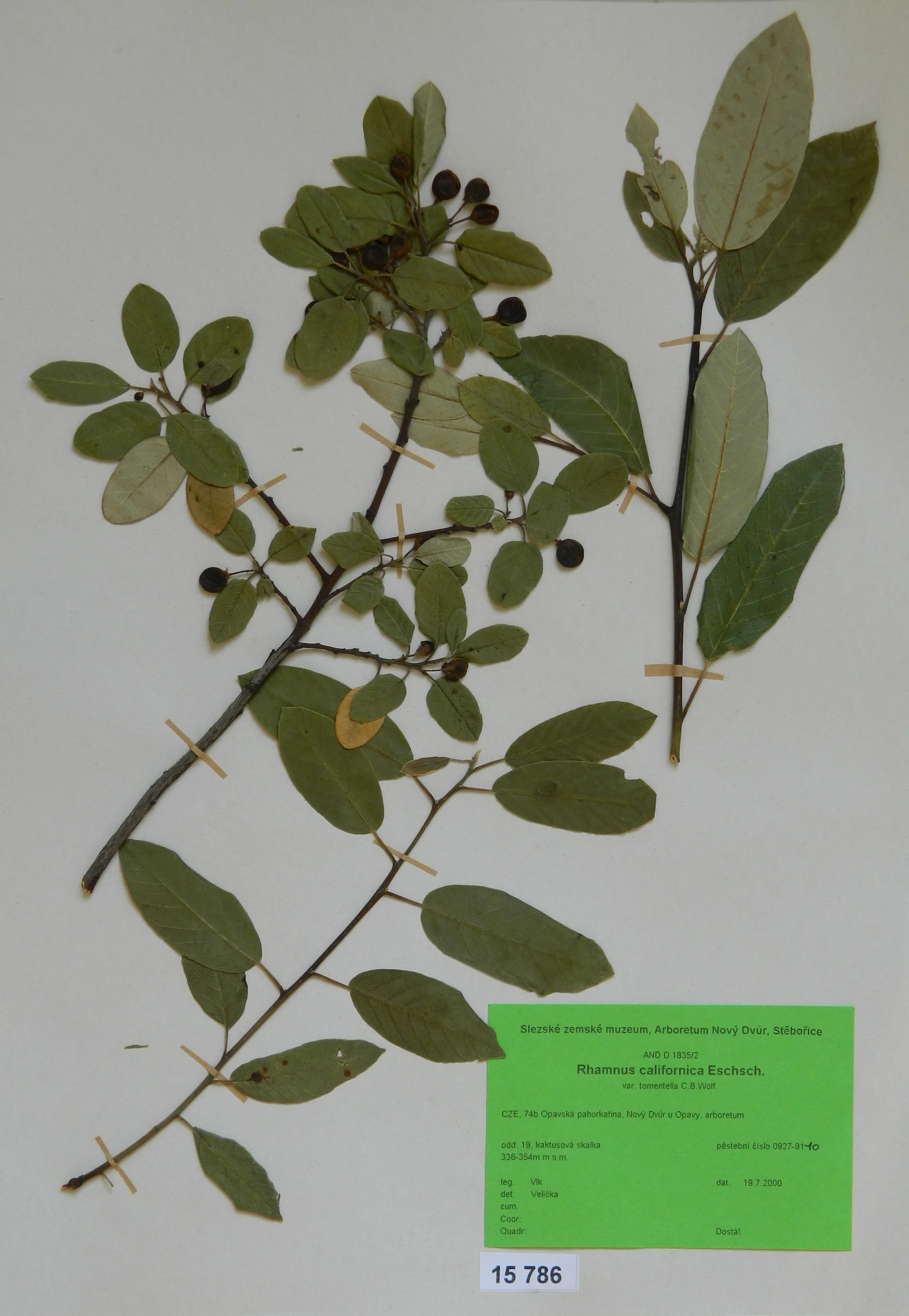 Náhledový obrázek předmětu Rhamnus californica Eschsch. var. tomentella C.B.Wolf