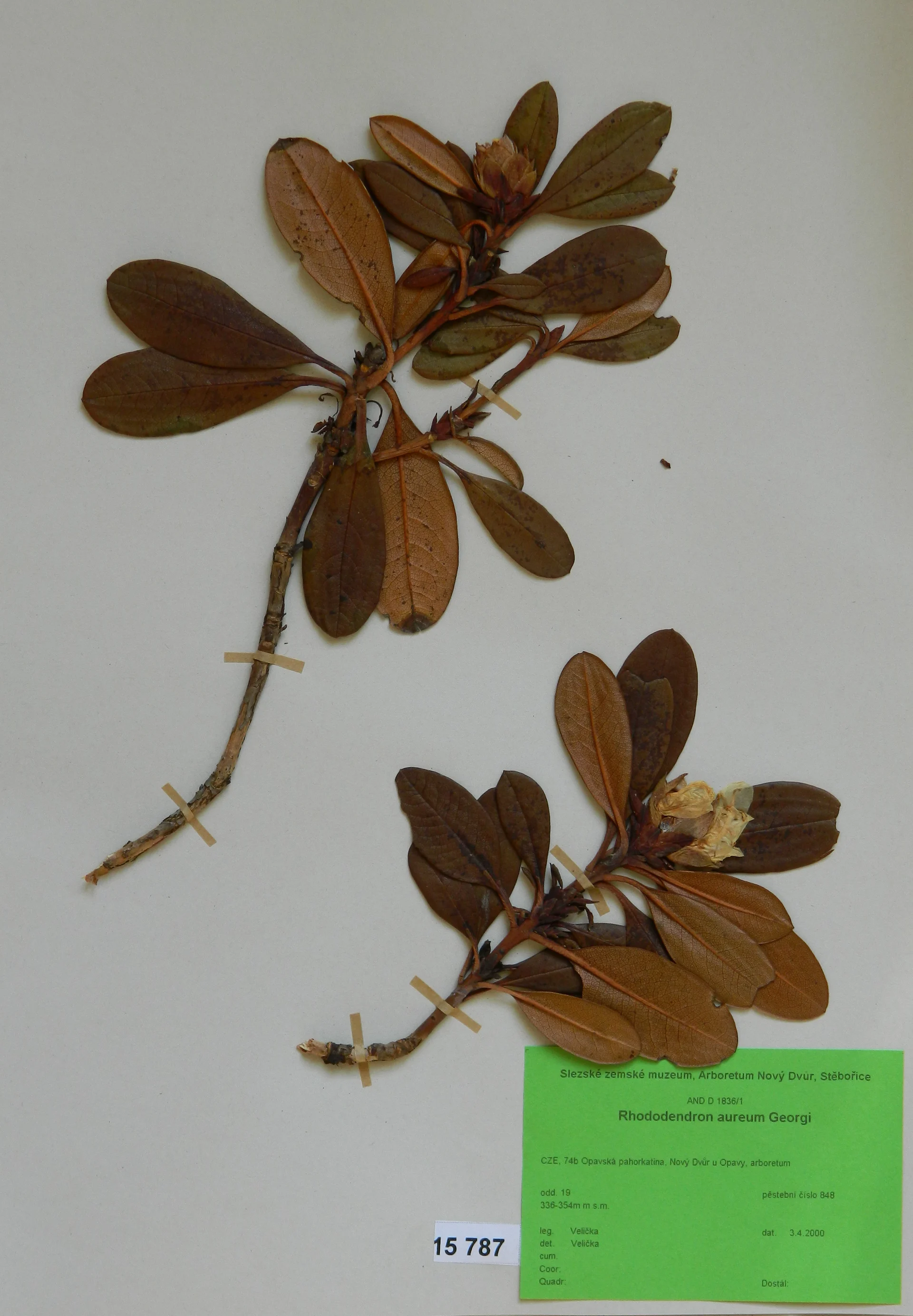 Náhledový obrázek předmětu Rhododendron aureum Georgi