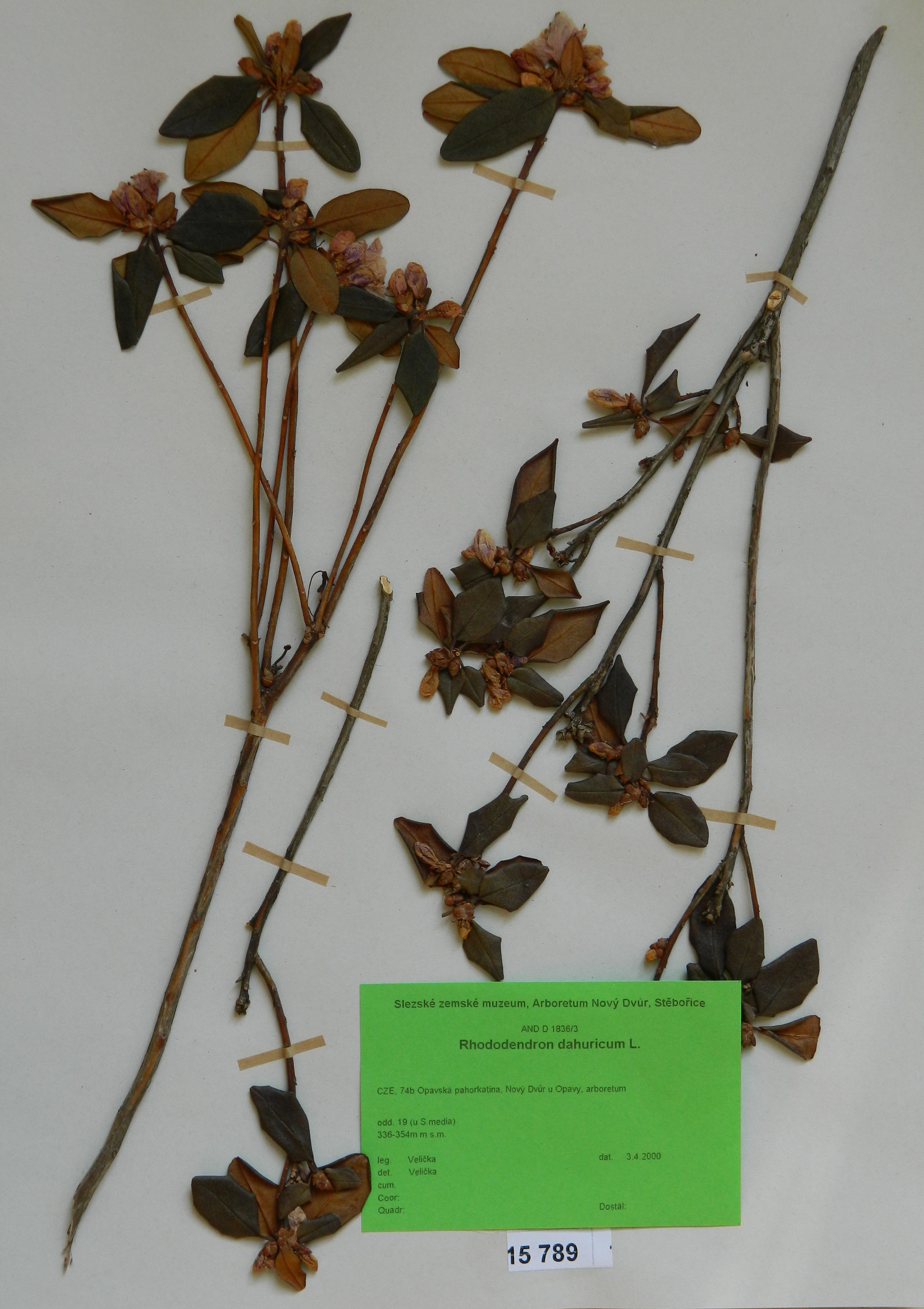 Náhledový obrázek Rhododendron dahuricum L. - 1