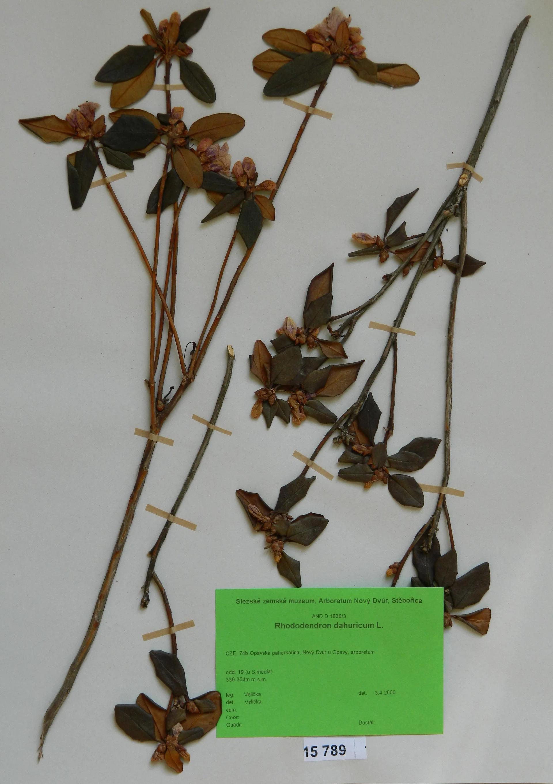Náhledový obrázek předmětu Rhododendron dahuricum L.