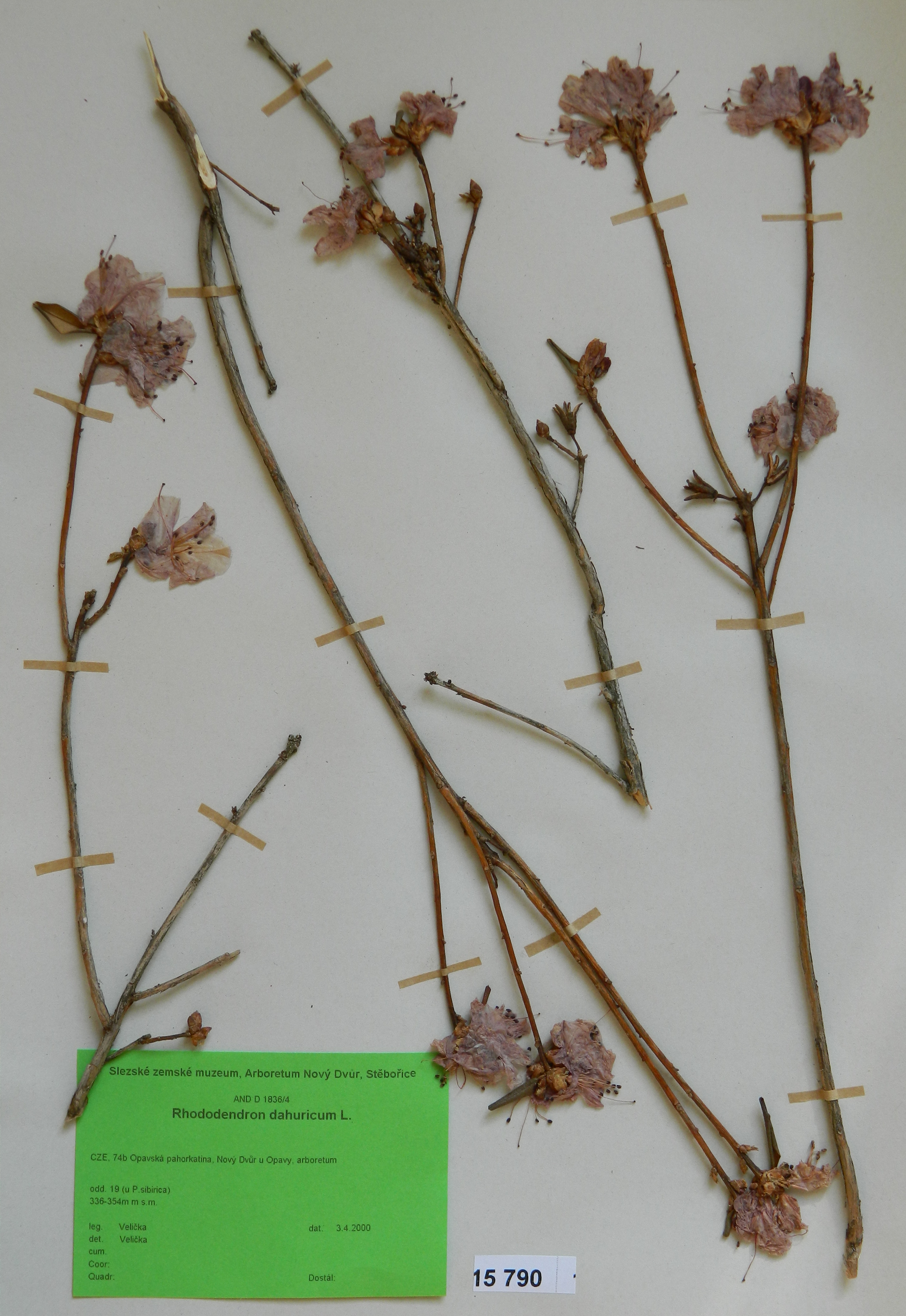 Náhledový obrázek Rhododendron dahuricum L. - 1