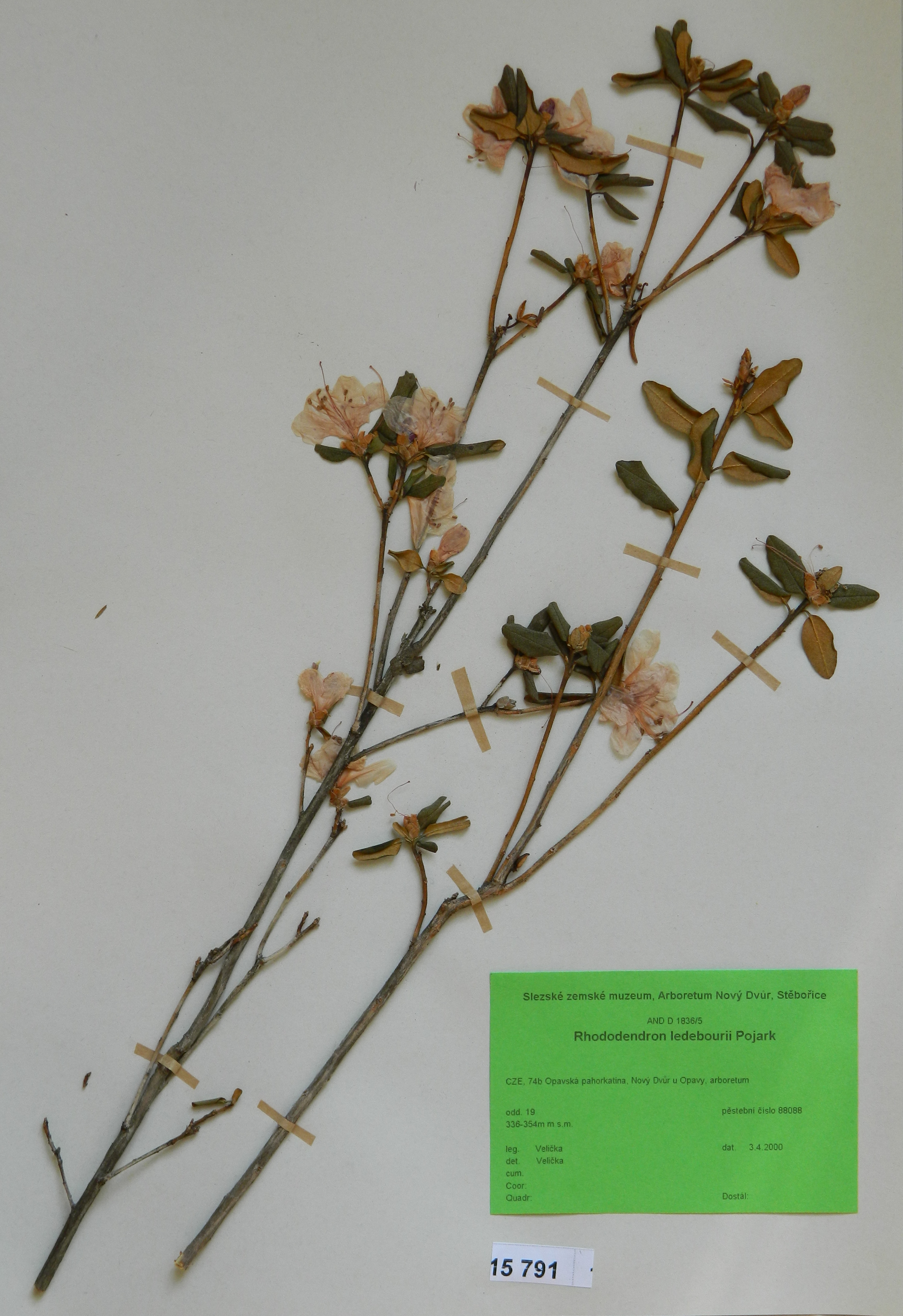 Náhledový obrázek Rhododendron ledebourii Pojark - 1