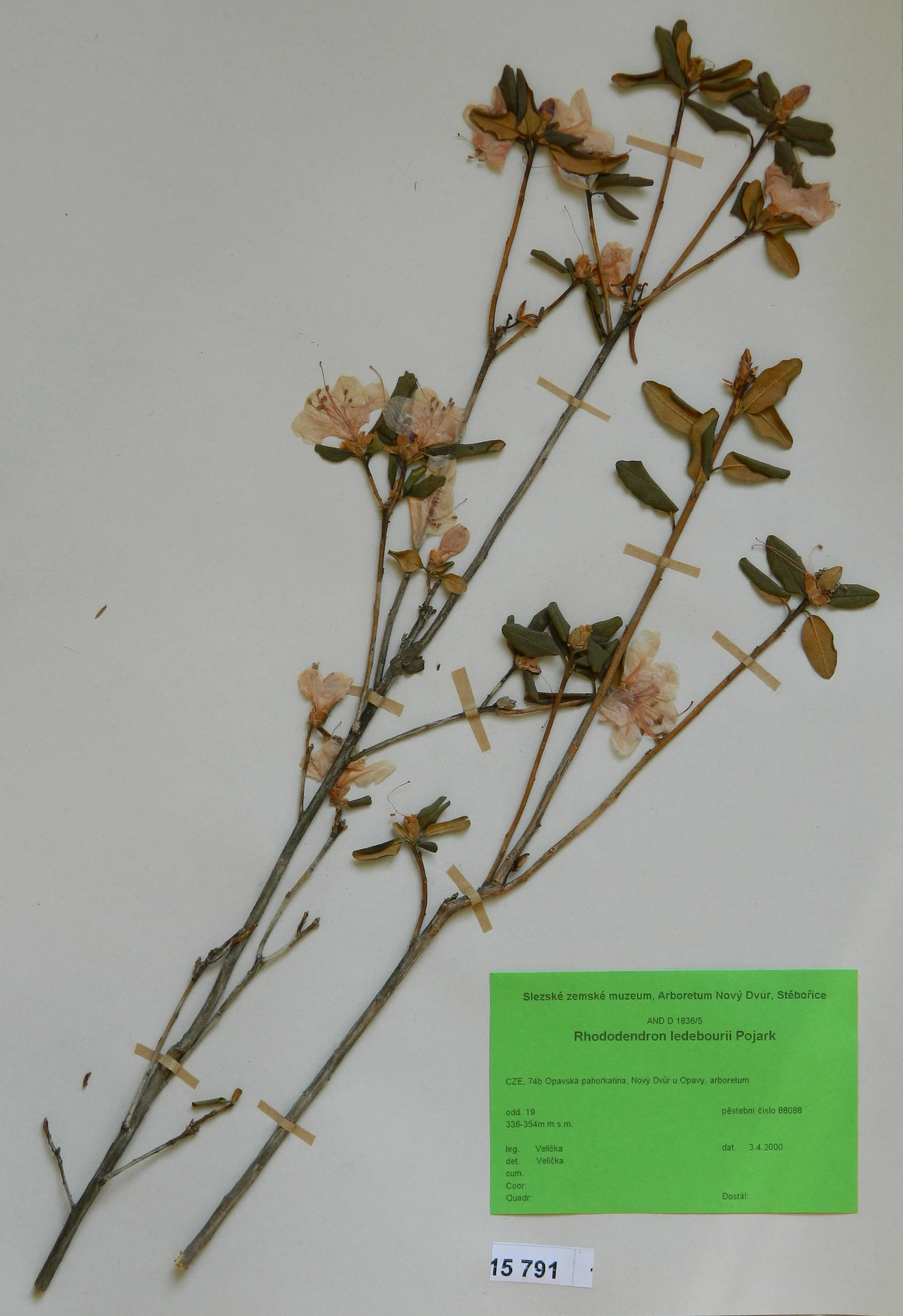 Náhledový obrázek předmětu Rhododendron ledebourii Pojark
