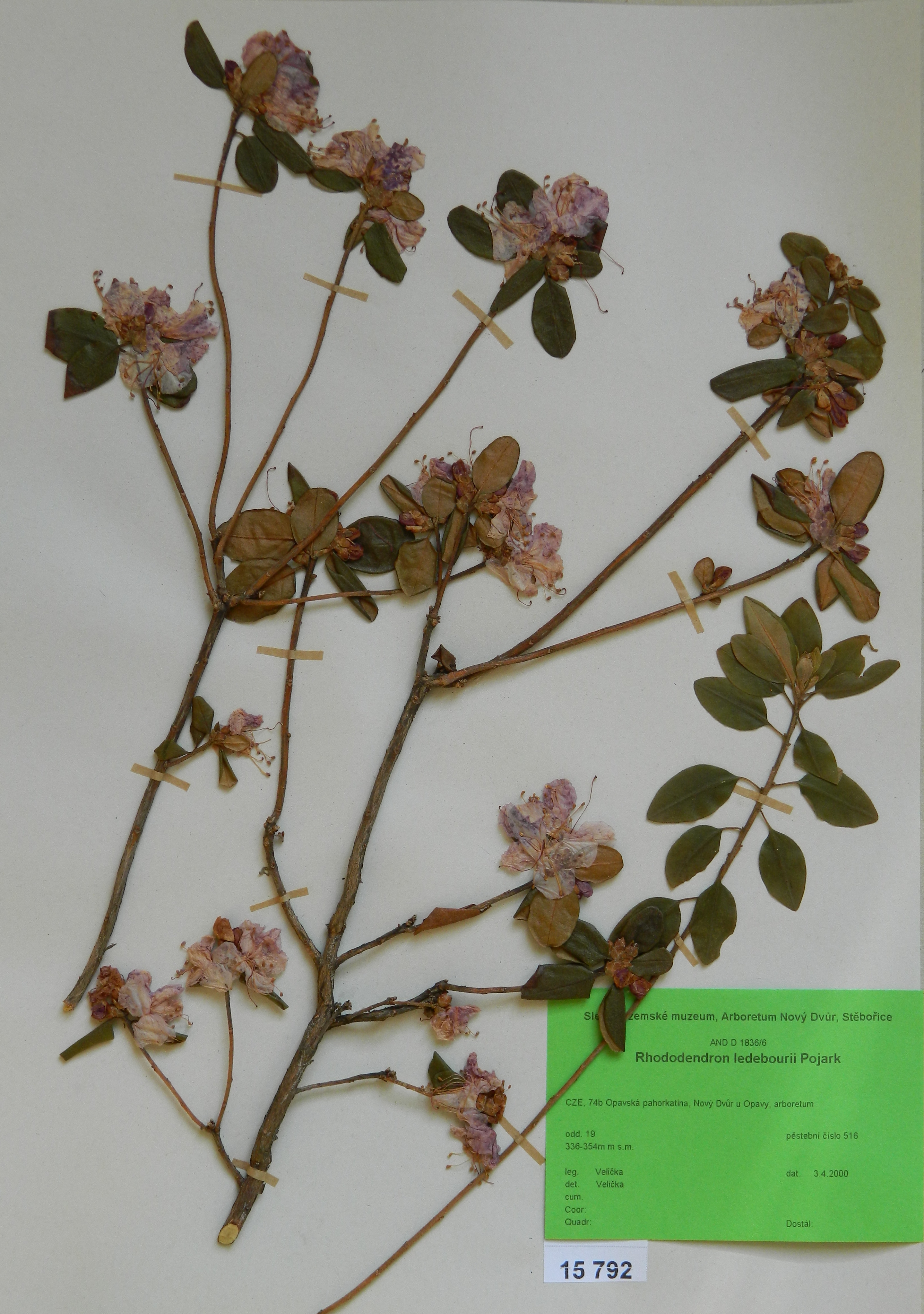 Náhledový obrázek Rhododendron ledebourii Pojark - 1