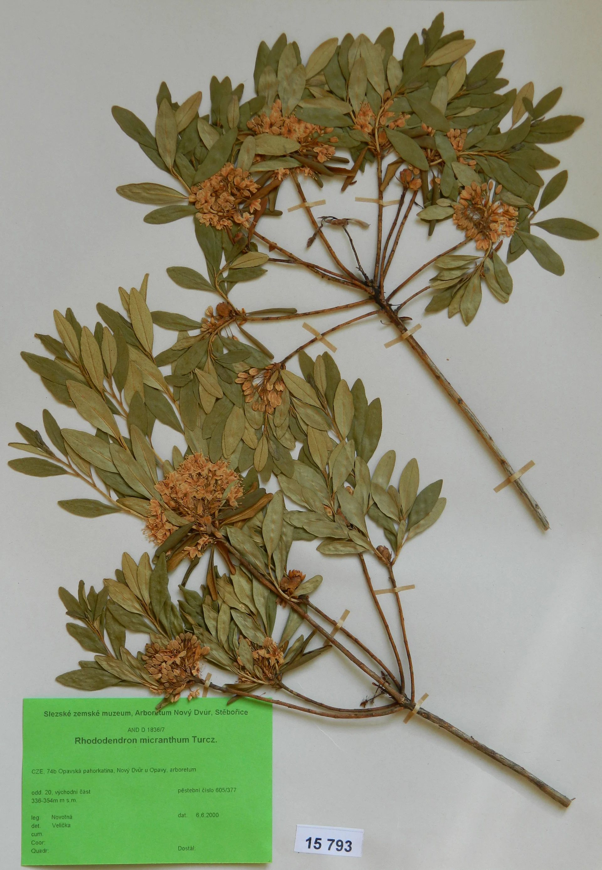 Náhledový obrázek předmětu Rhododendron micranthum Turcz.