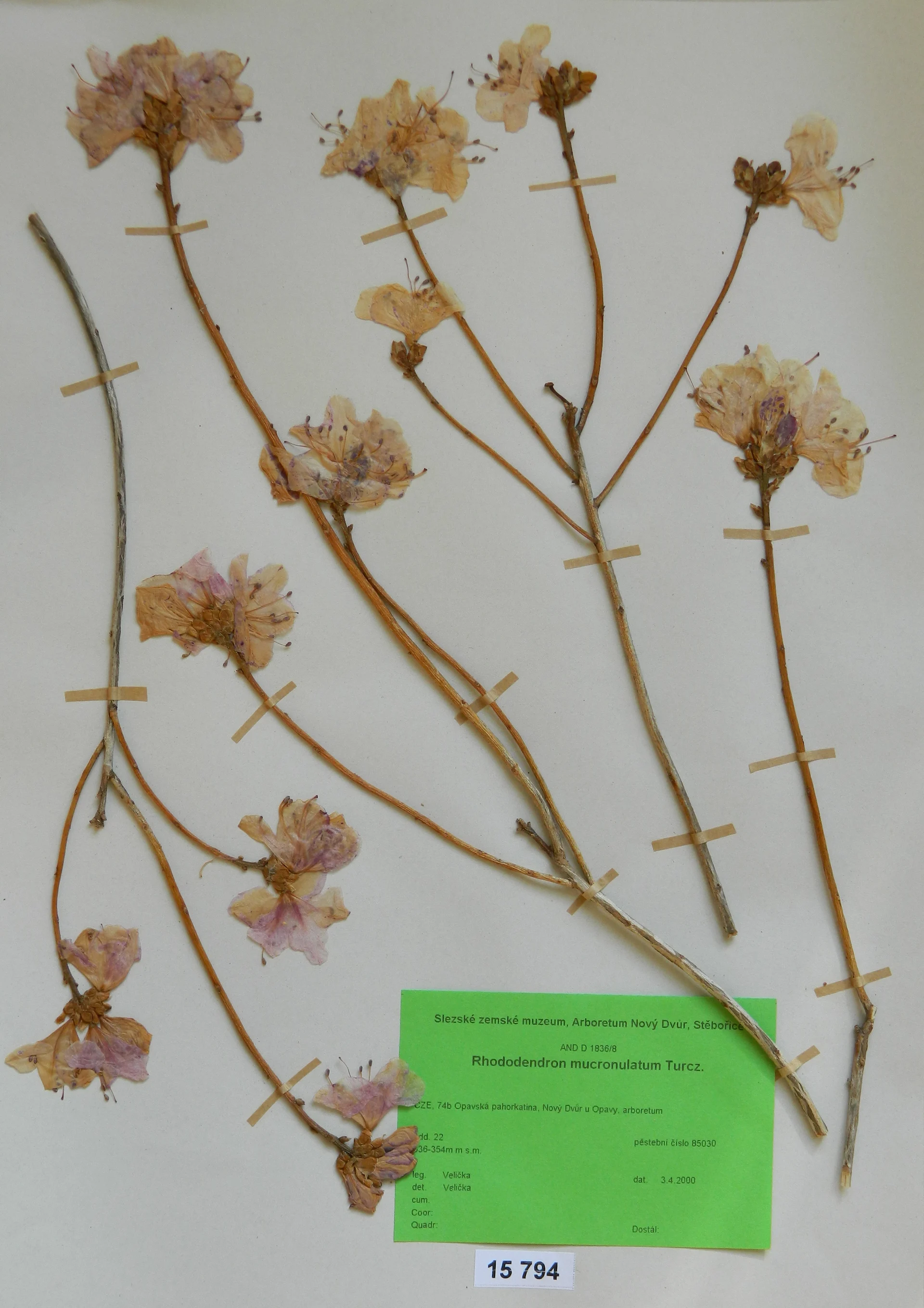 Náhledový obrázek předmětu Rhododendron mucronulatum Turcz.