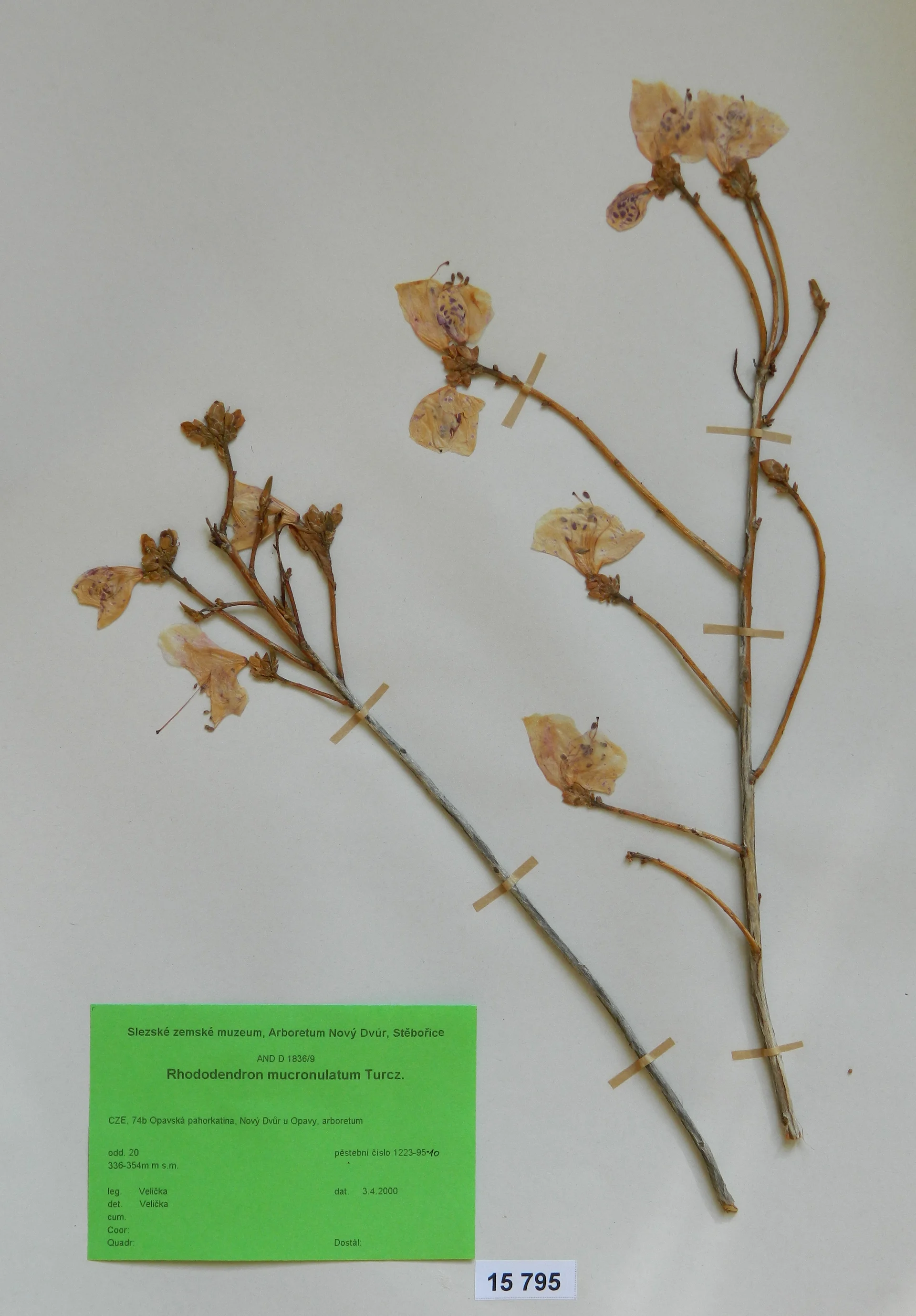 Náhledový obrázek předmětu Rhododendron mucronulatum Turcz.