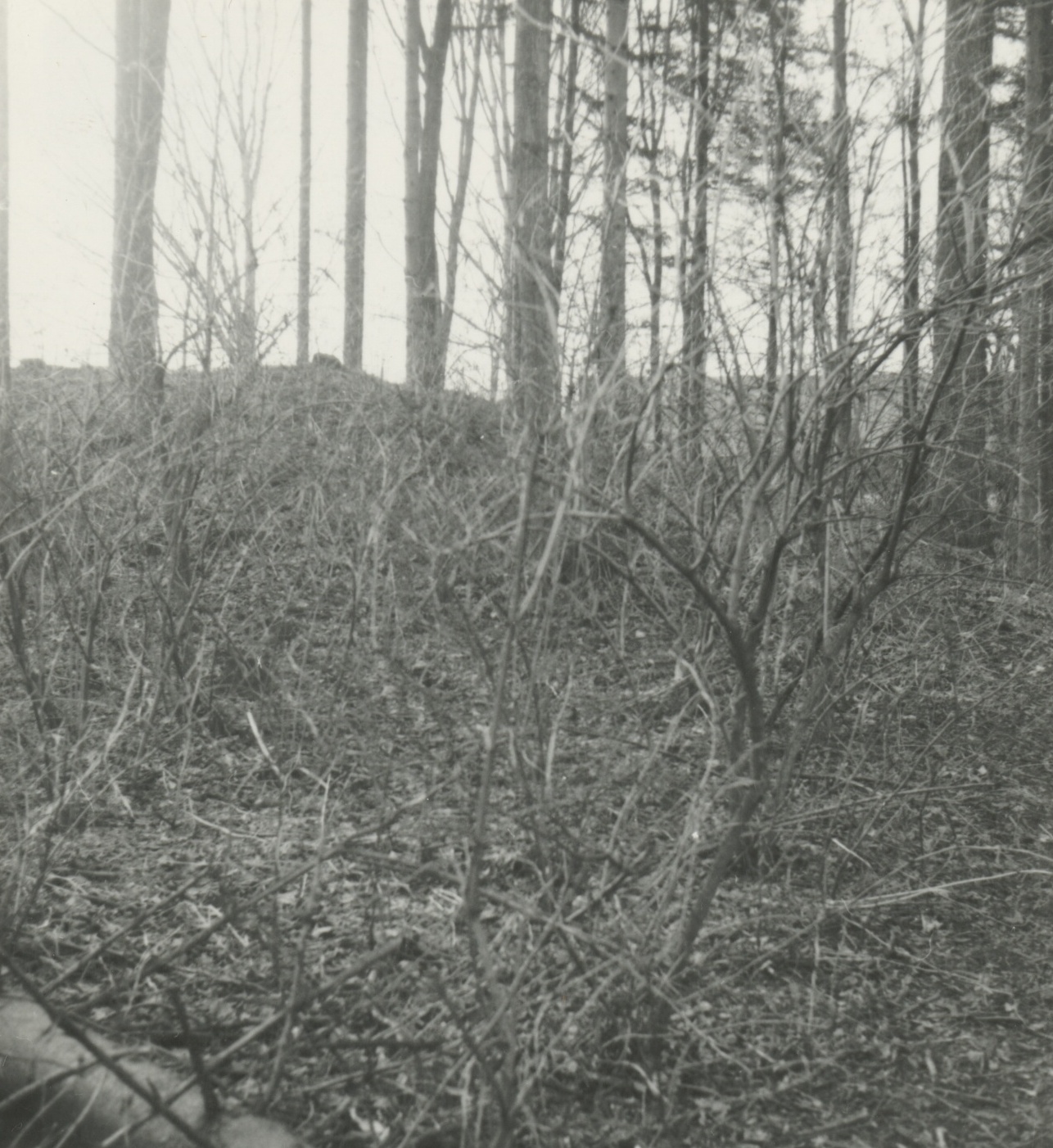 Náhledový obrázek Archeologický průzkum hrádku Adelsburg (1977) - 2