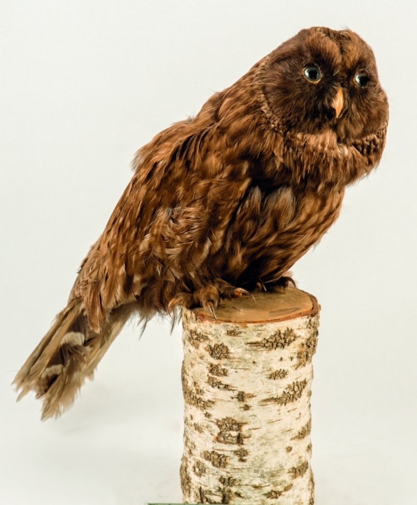 Náhledový obrázek Puštík bělavý Strix uralensis, tmavá morfa - 1