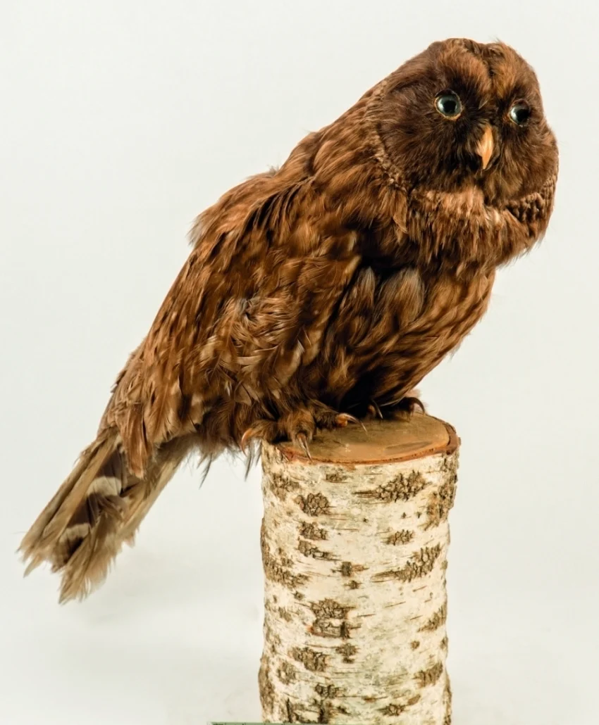 Náhledový obrázek předmětu Puštík bělavý Strix uralensis, tmavá morfa