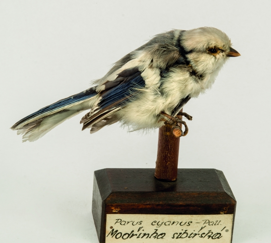 Náhledový obrázek Sýkora azurová Cyanistes cyanus - 1