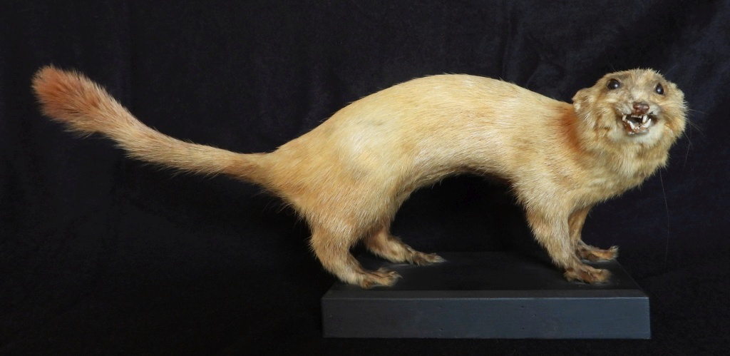 Náhledový obrázek Norek evropský Mustela lutreola - 1
