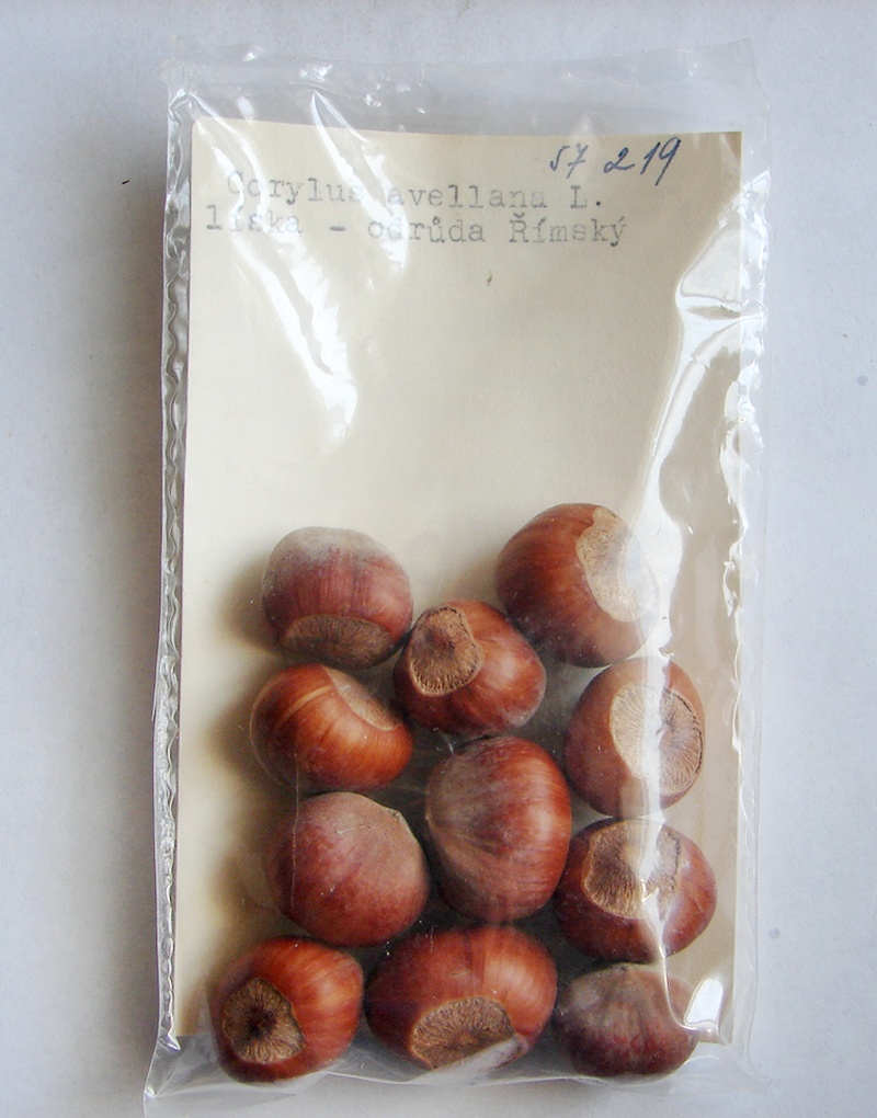 Náhledový obrázek Ořech lískový – Římský - 1