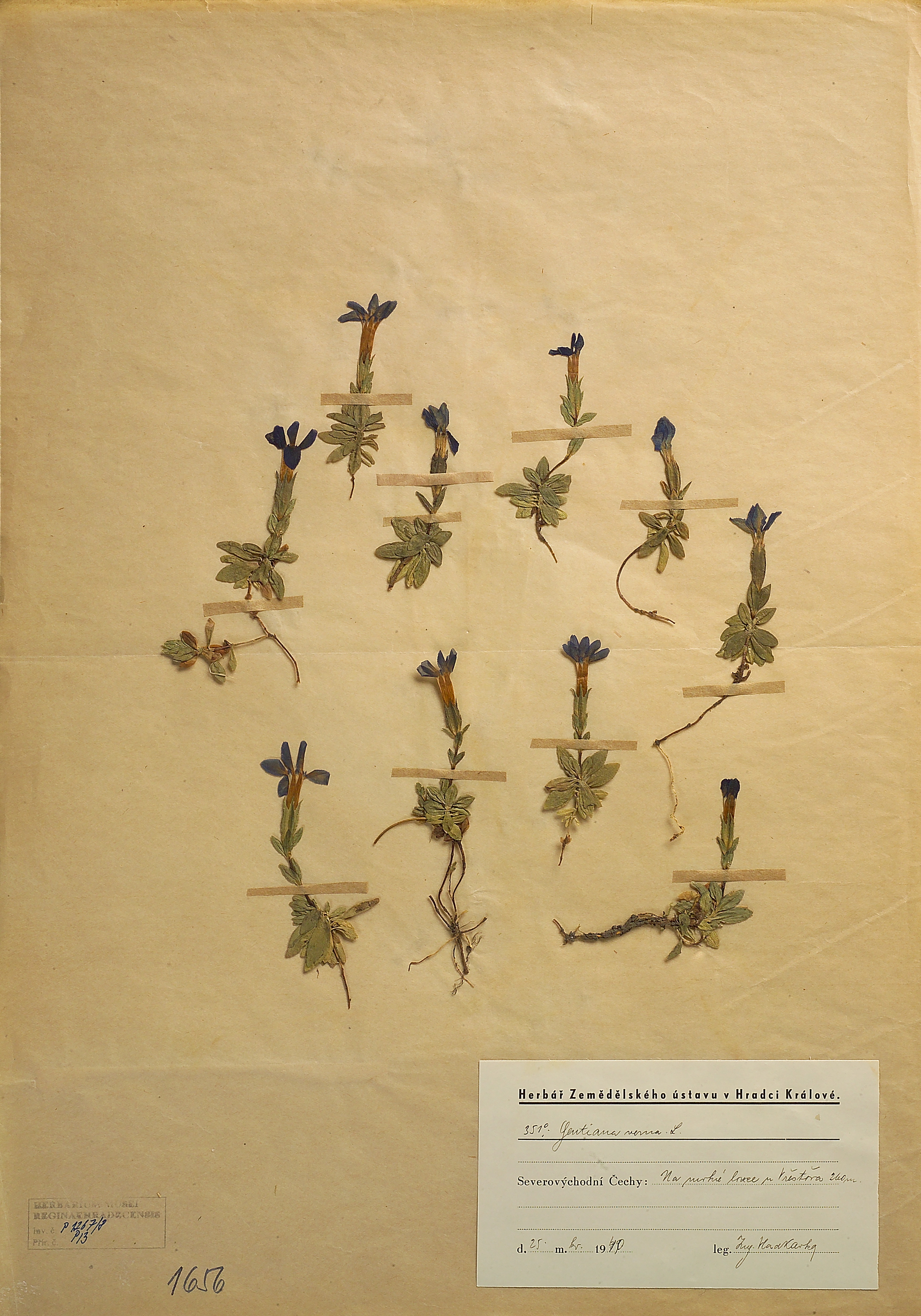 Náhledový obrázek Hořec jarní (Gentiana verna) - 1