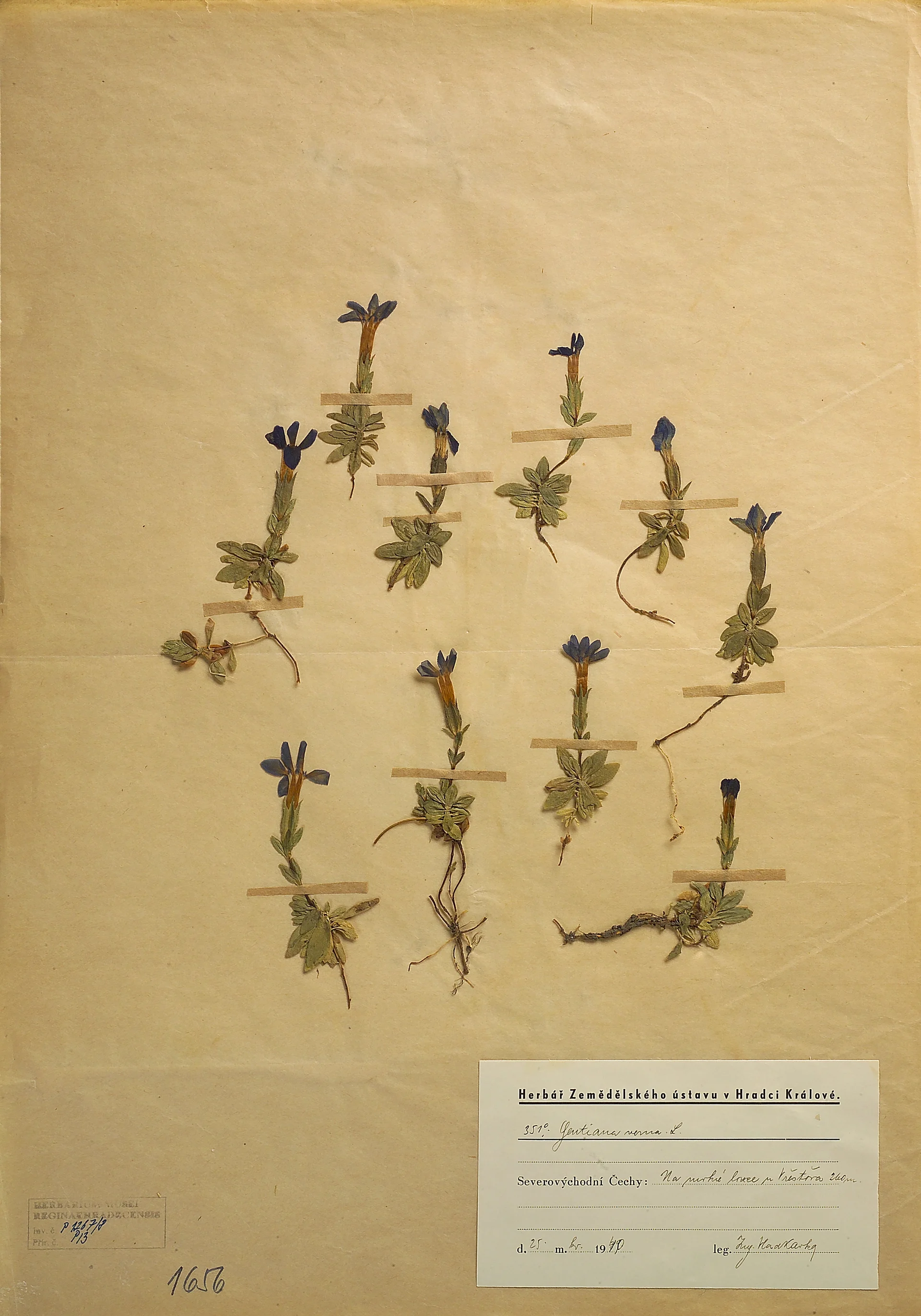 Náhledový obrázek předmětu Hořec jarní (Gentiana verna)